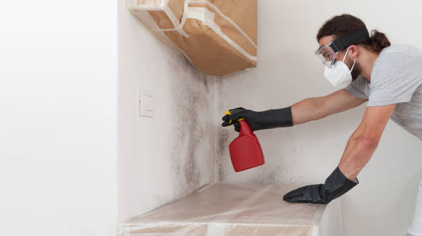 Professional Basement Mold Removal technician working in Blue Bell, PA