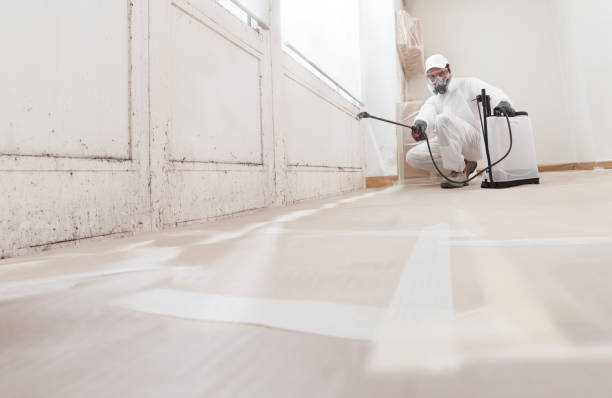 24/7 Emergency Basement Mold Removal experts in Blue Bell, PA
