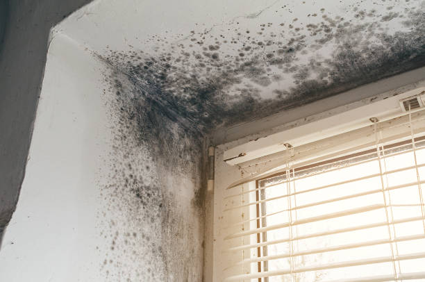 Affordable Basement Mold Removal solutions in Blue Bell, PA