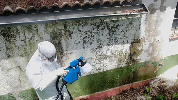 Top rated local Basement Mold Removal specialists in Blue Bell, PA